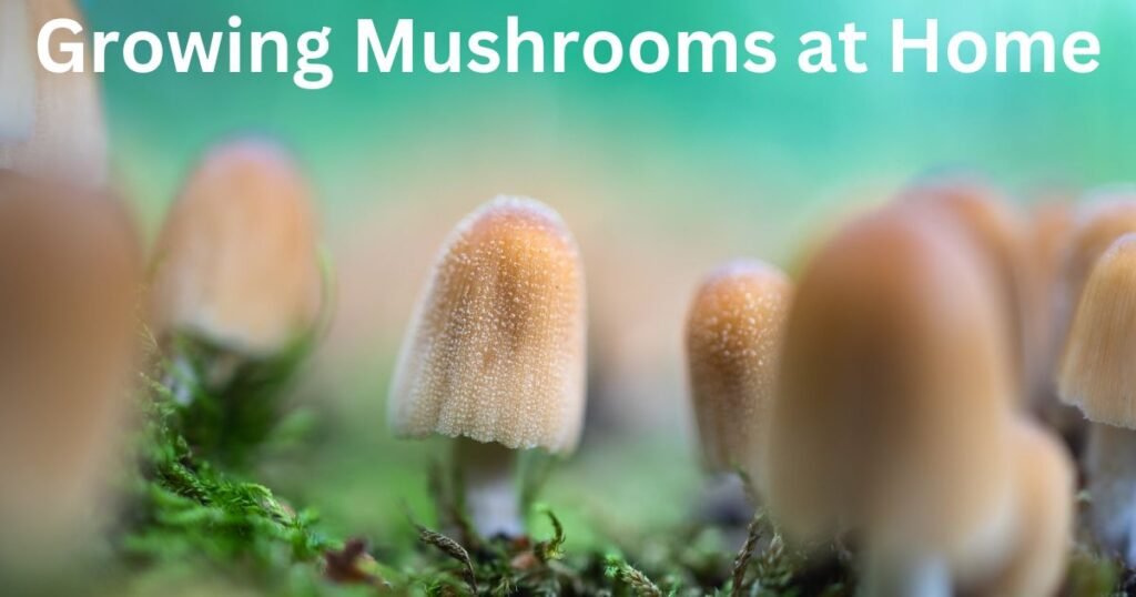 Growing Mushrooms at Home